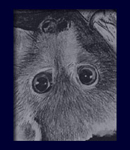 Close up from animal study